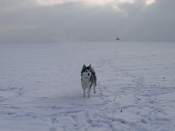 alaskan.jpg