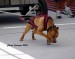 jsw_weight_pull_august_18_2006magnum31.jpg