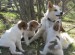 Harley-Roscoe-Jordi-Tobbe_small.jpg